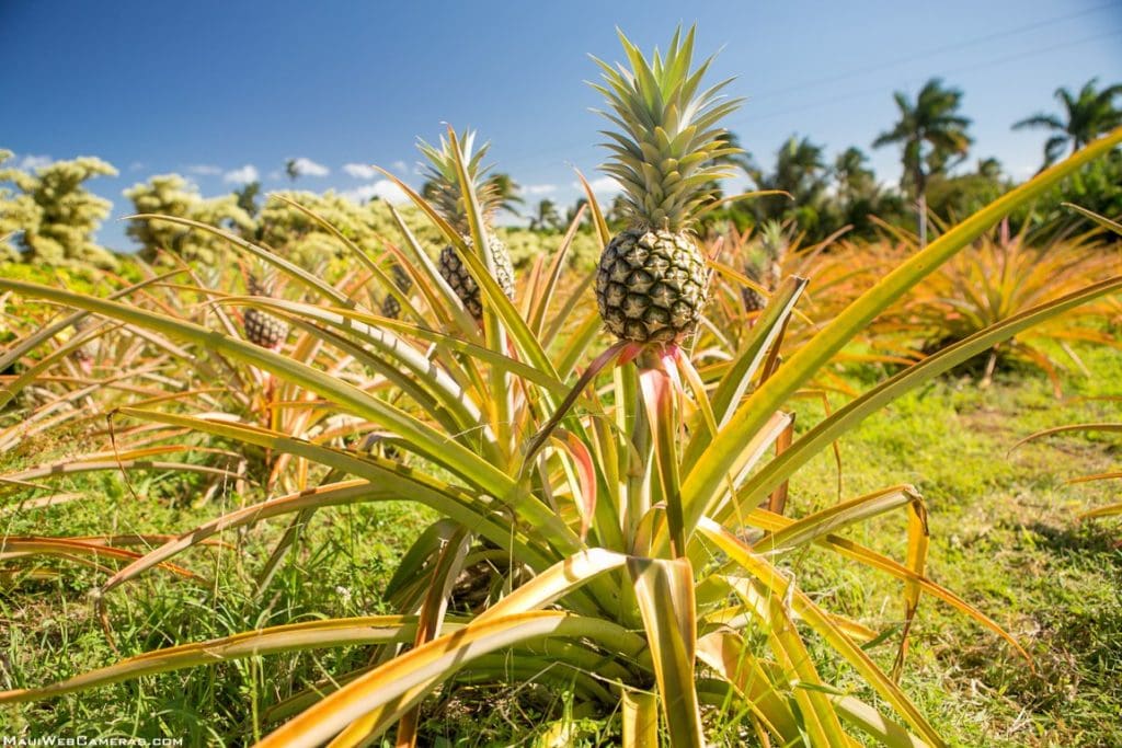 Maui Pineapple how it's grown, Hawaii history, picking/eating tips