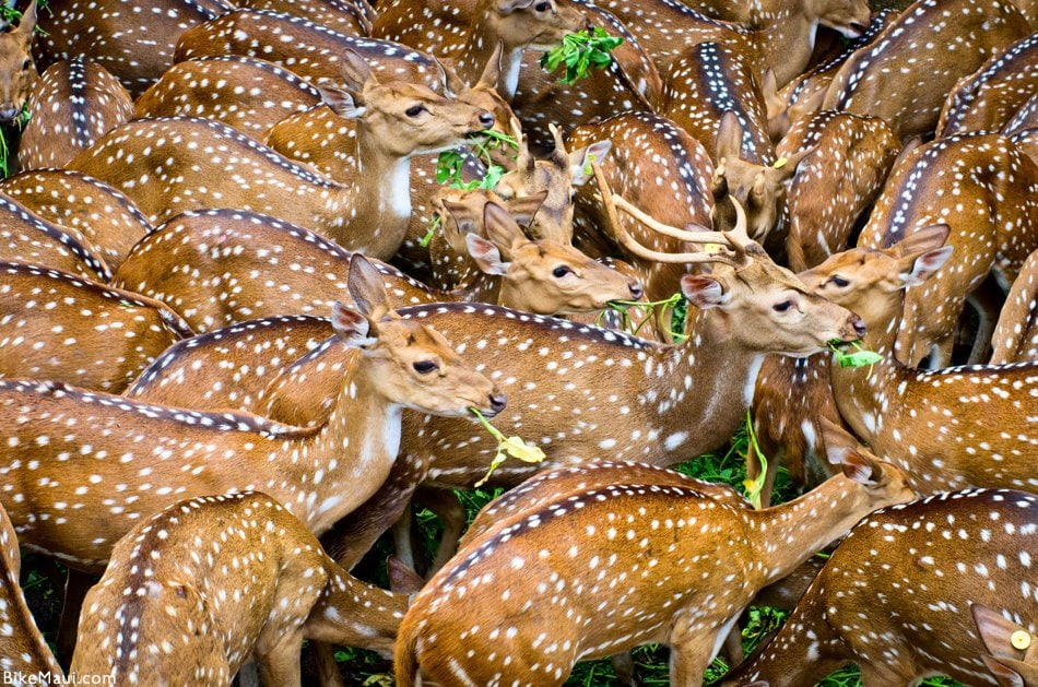 Maui Fauna of the Month - Axis Deer