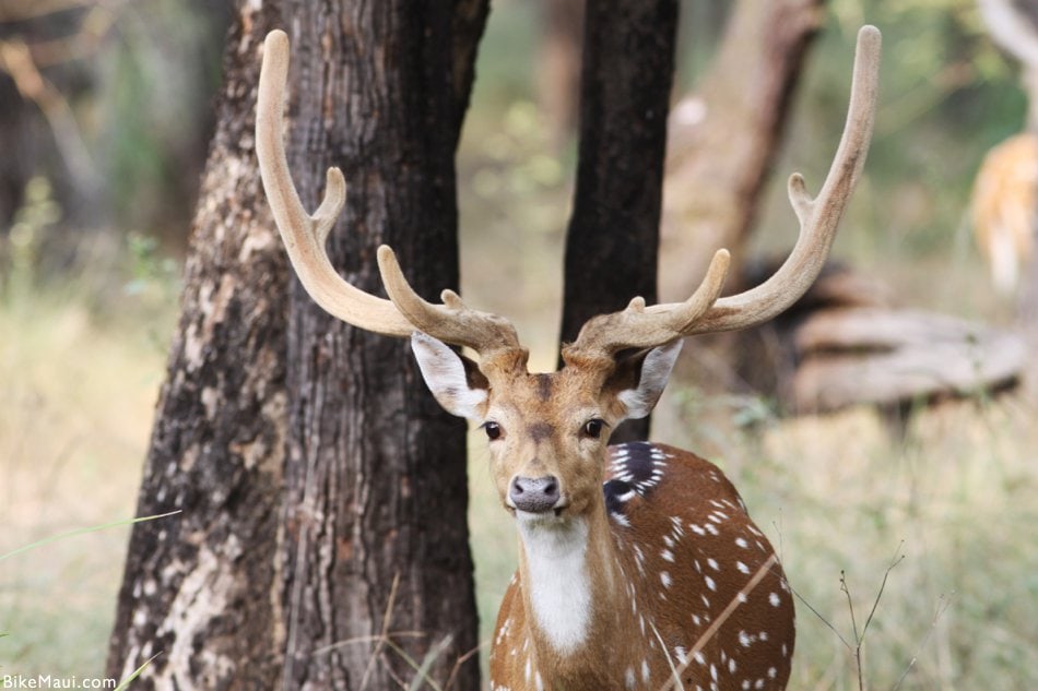 Maui Fauna of the Month - Axis Deer