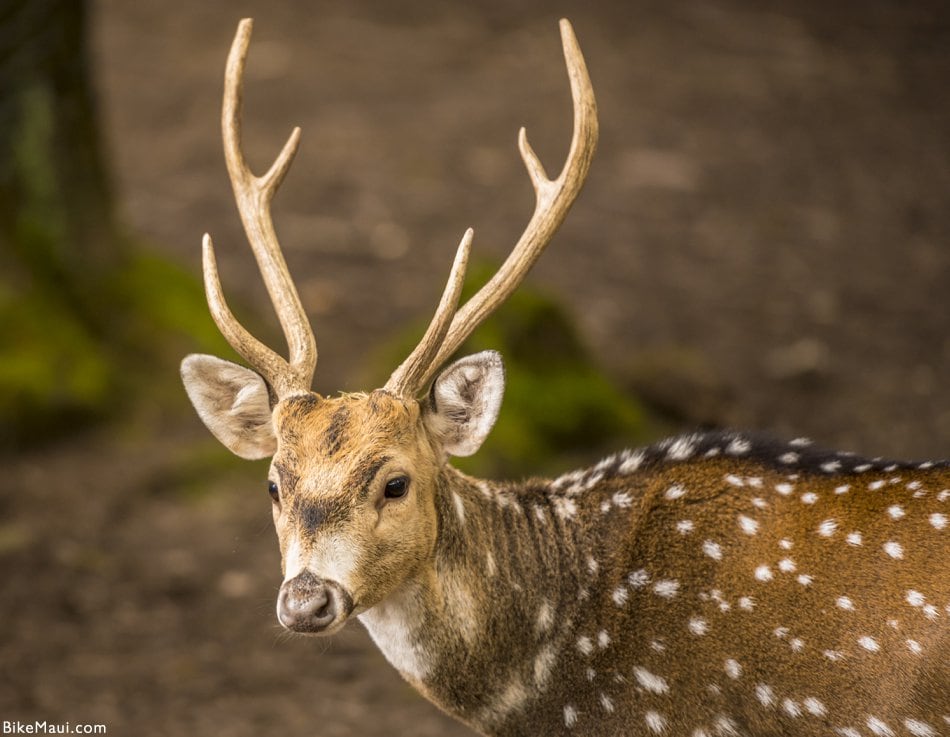 Maui Fauna of the Month - Axis Deer