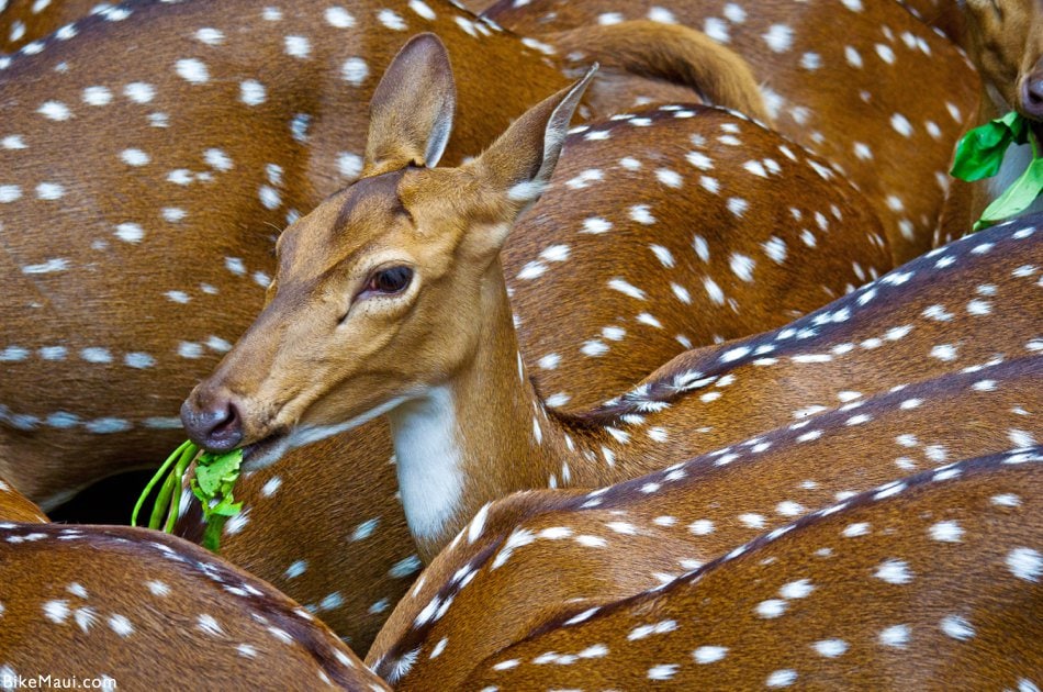 Maui Fauna of the Month - Axis Deer