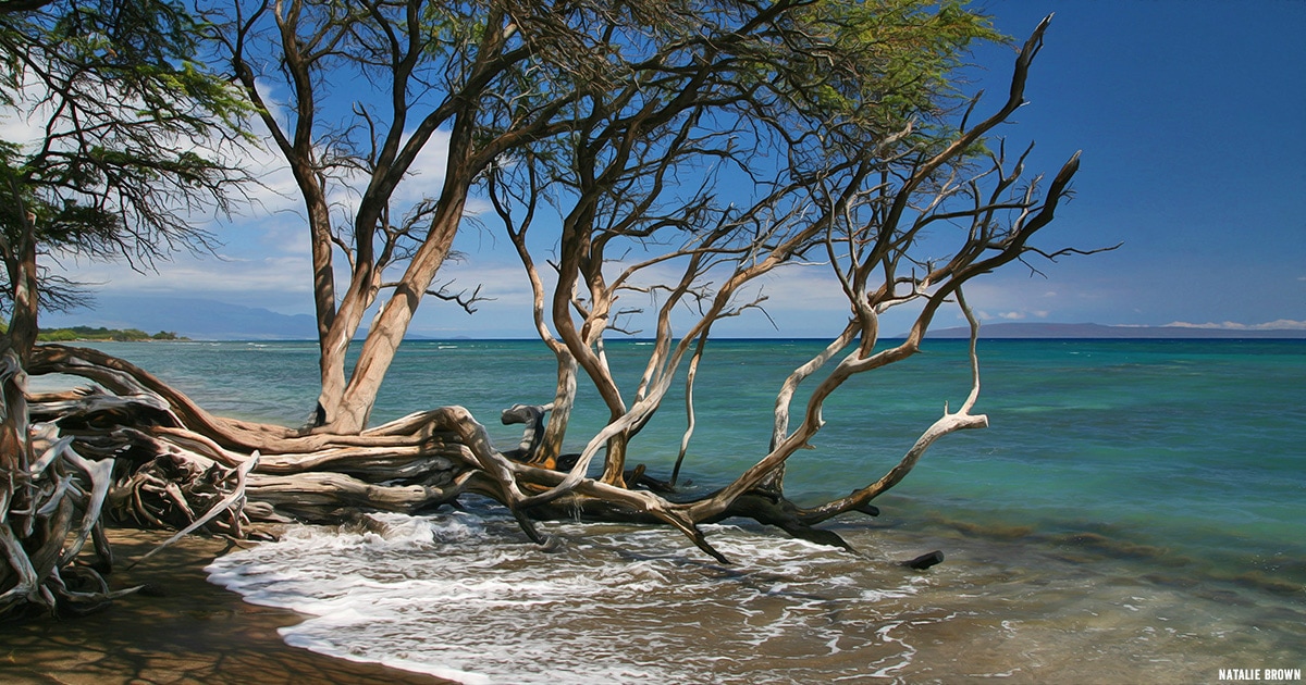 All About Kiawe Trees History, Uses, Characteristics